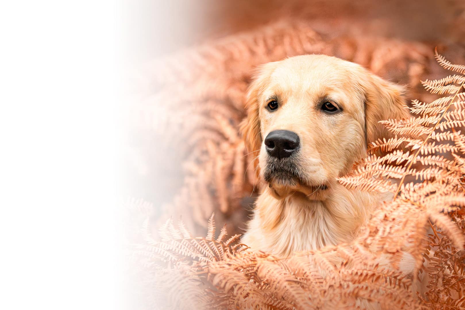 Photographe chien Lens Arras Lille