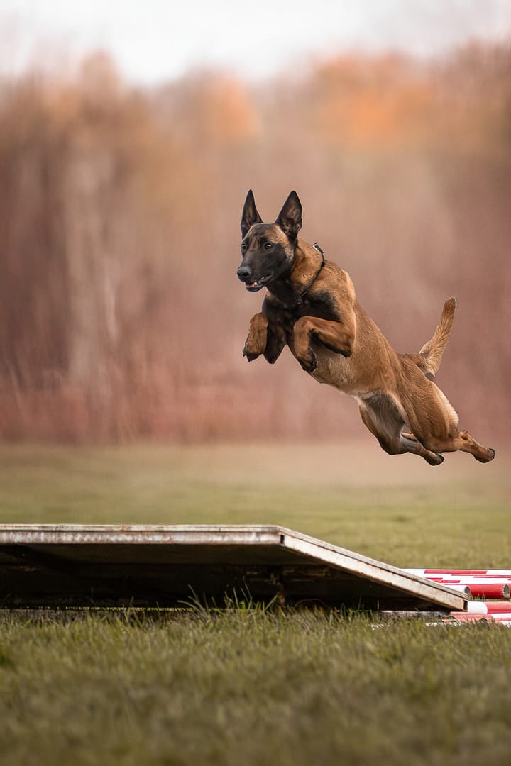 Le sport canin et la photographie Le sport canin et la photographie
