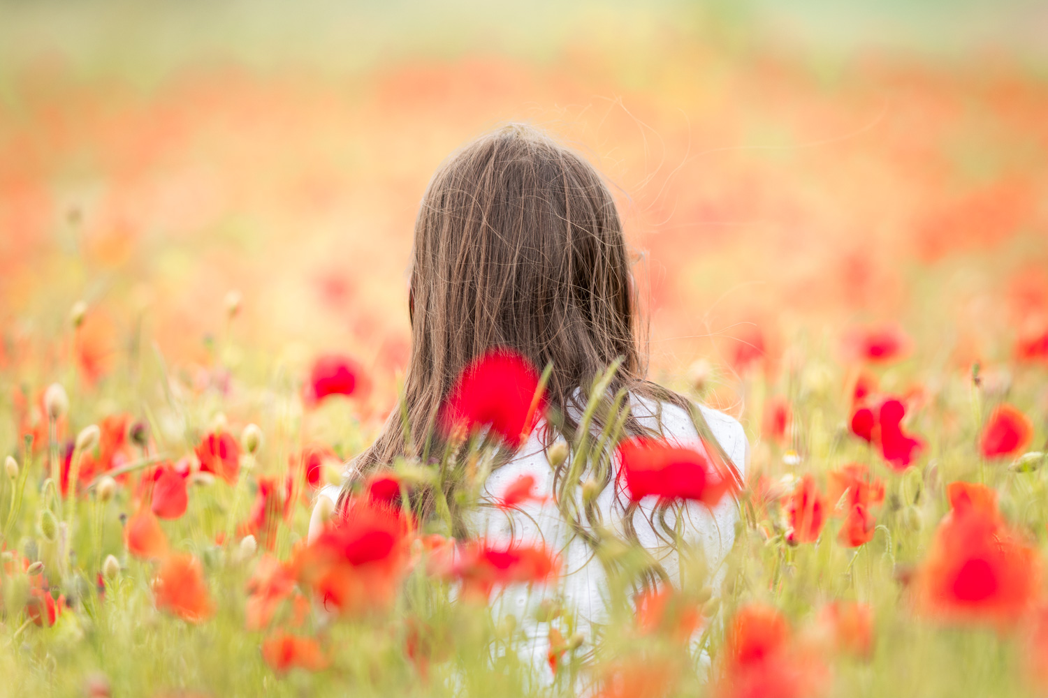 Portrait naturel d’une petite fille assise dans un champ de fleurs rouges