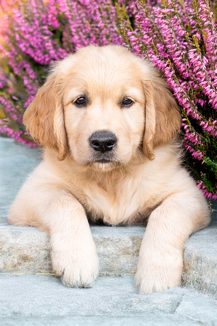 Comment photographier un chien comment un pro ? Comment photographier un chien comment un pro ?