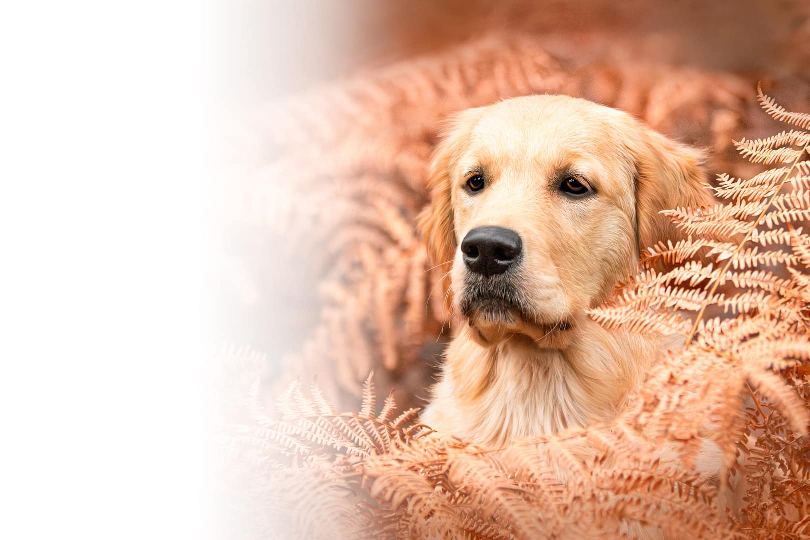 Photographe chien Lens Arras Lille