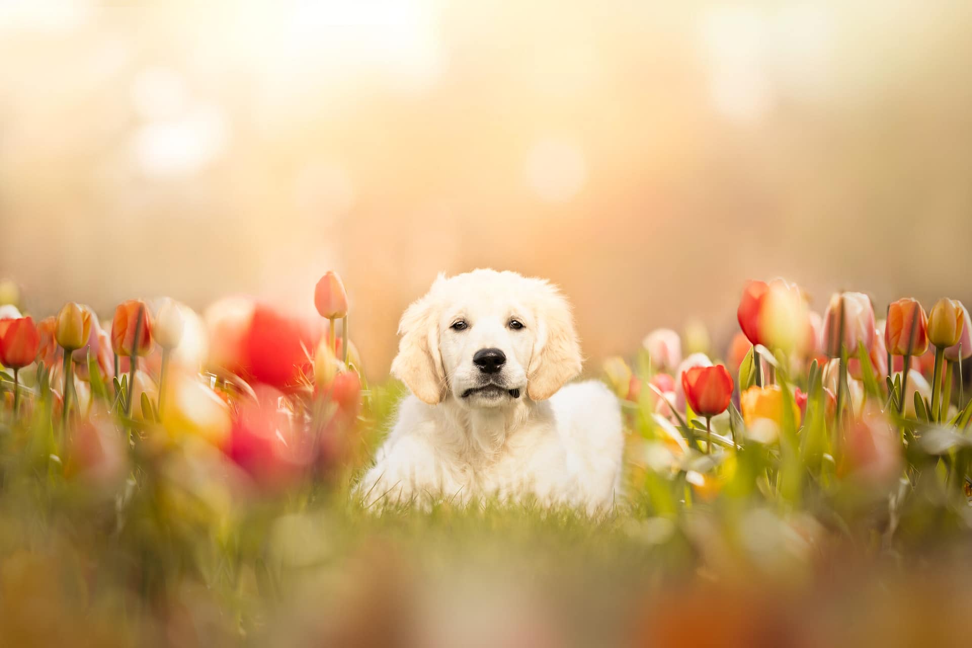 portrait d'un chiot golden retriever au milieu des tulipes