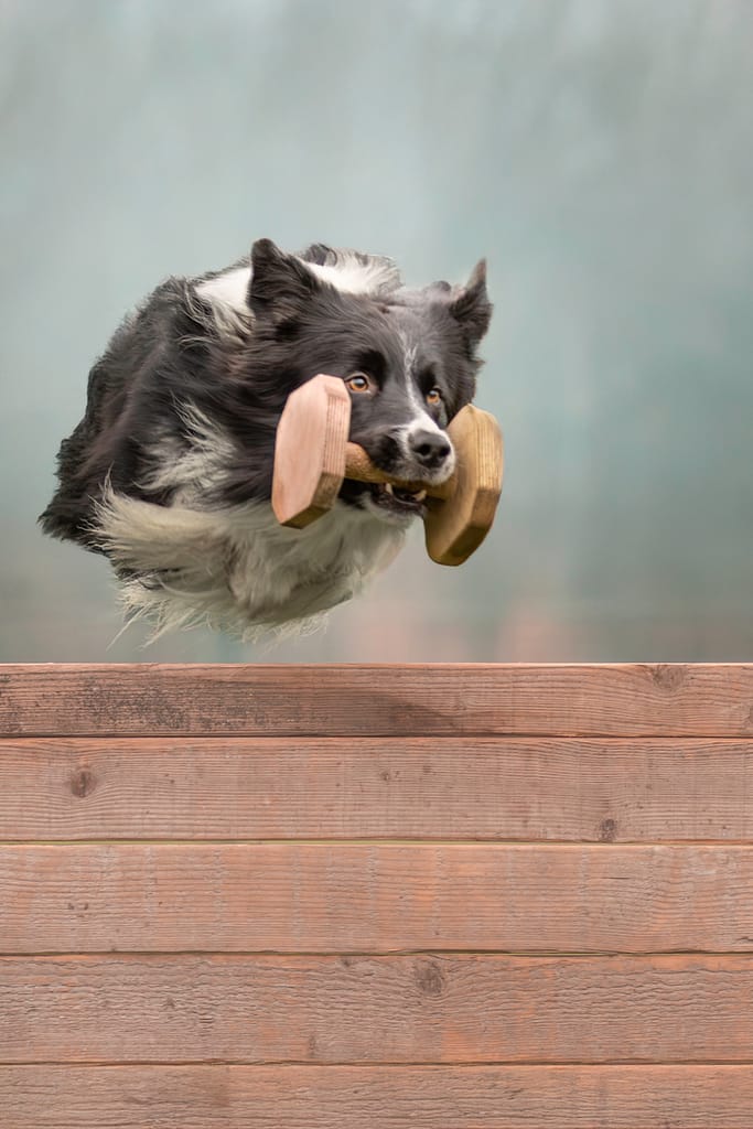 photo d'un border collie ramenant un apportable en bois pendant un concours d'obéissance