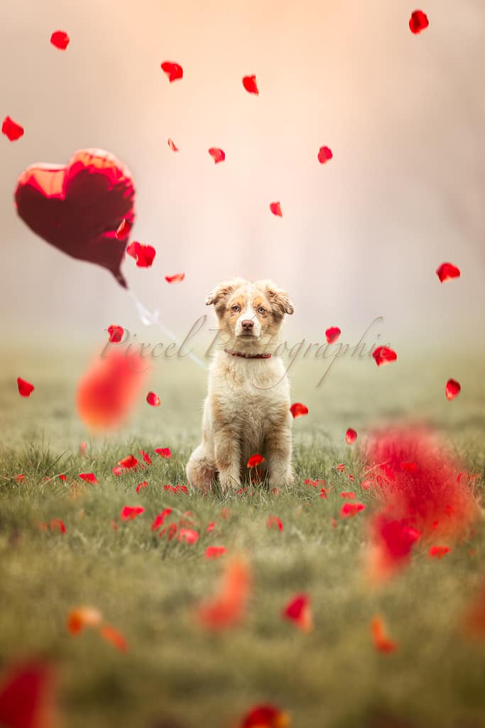 Chiot berger australien entouré de pétales de roses et d'un ballon en forme de coeur, lors d'un shooting de Saint Valentin
