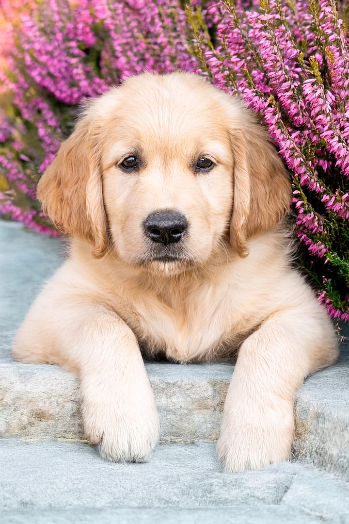 Comment photographier un chien comment un pro ? Comment photographier un chien comment un pro ?