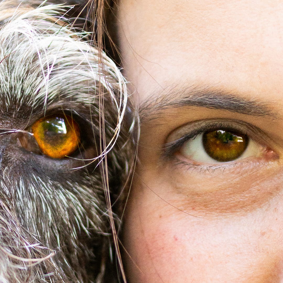 Photographe yeux chien