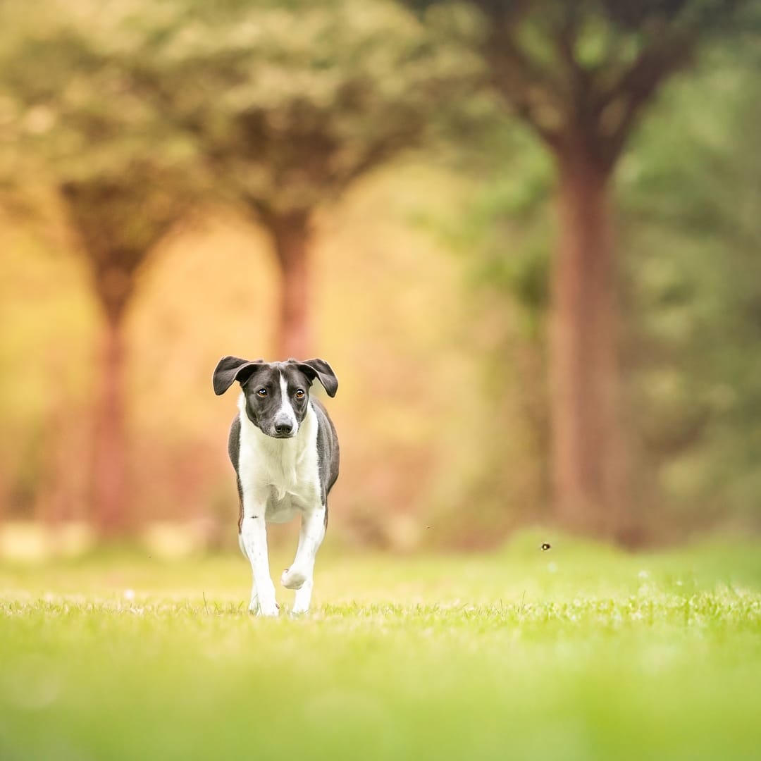 shooting chien printemps