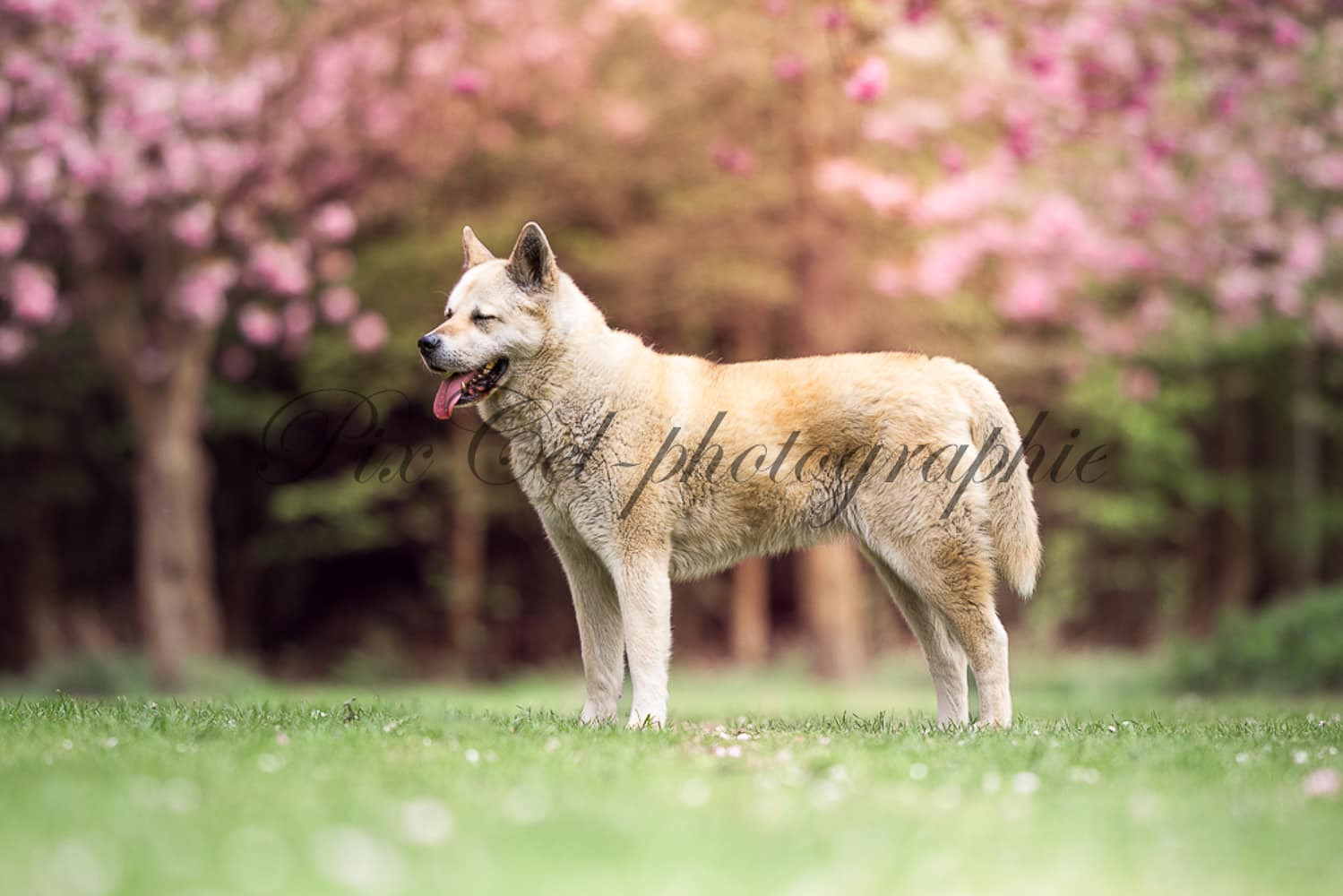 Shooting chien lens