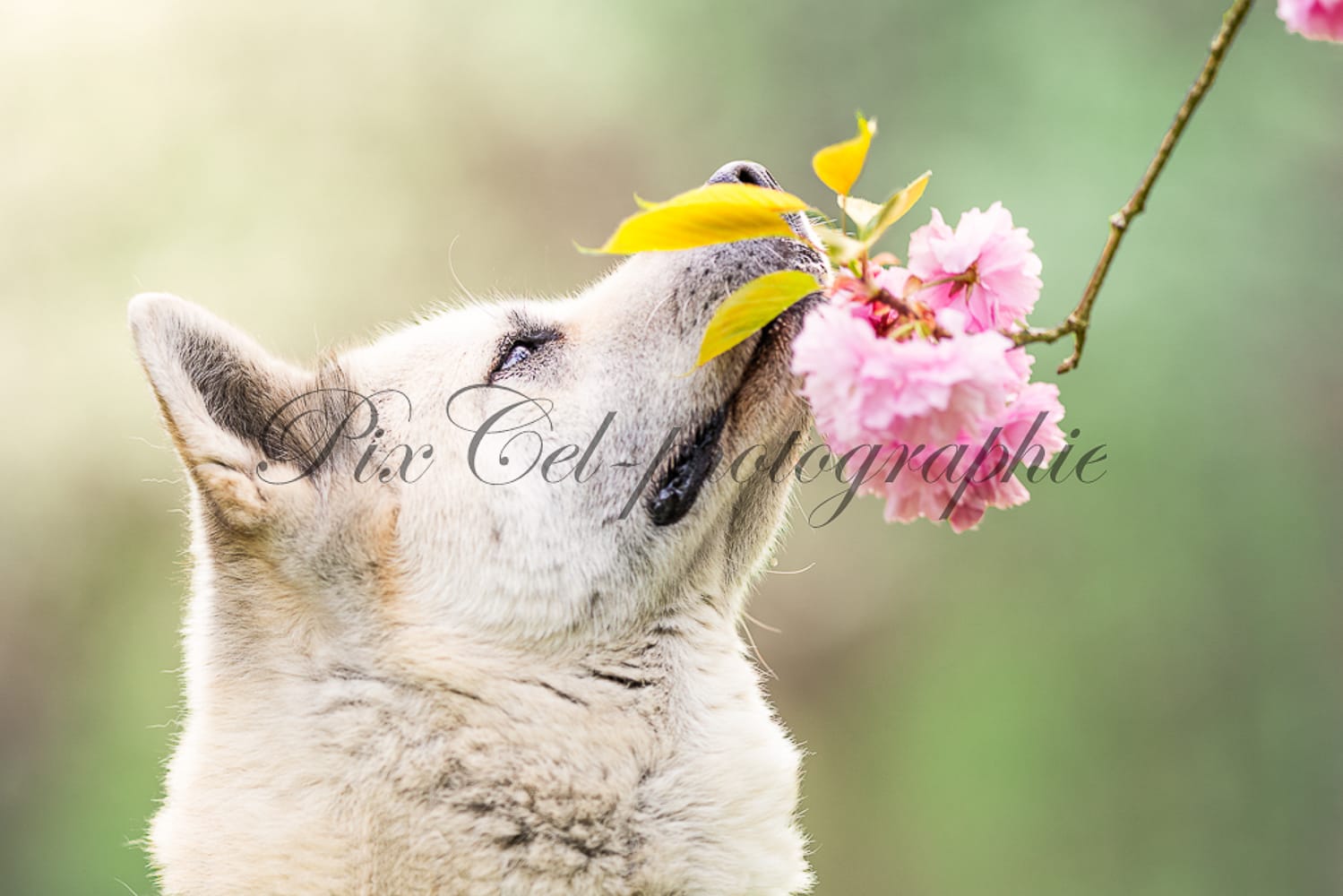 Shooting chien cerisiers japonais