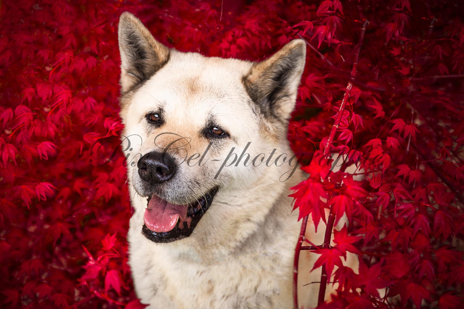 shooting chien Arras