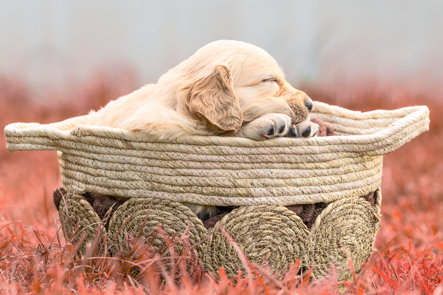 shooting chiot
