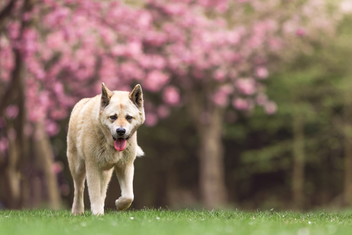 photo chien fleurs