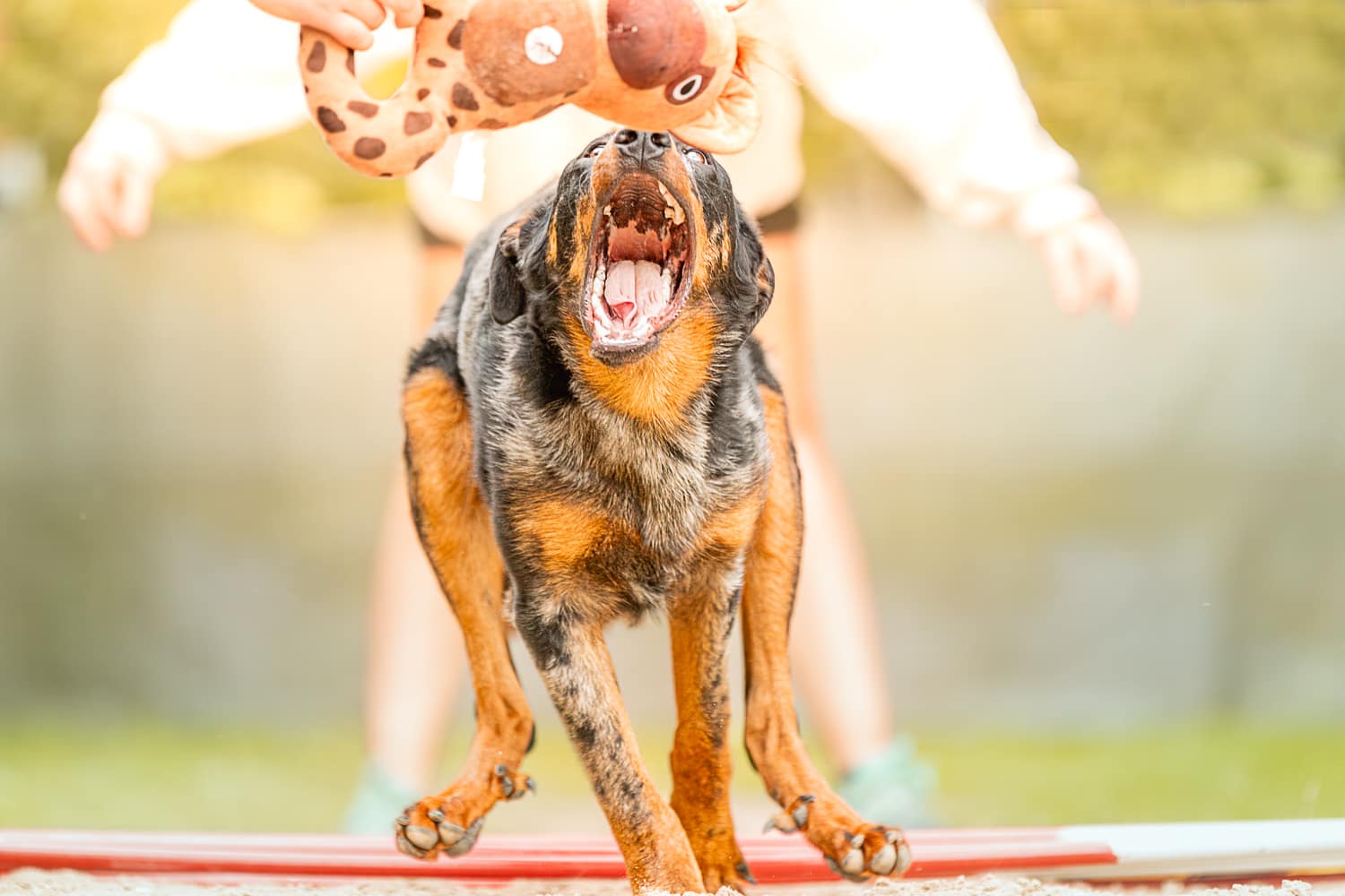 shooting chiens réactifs