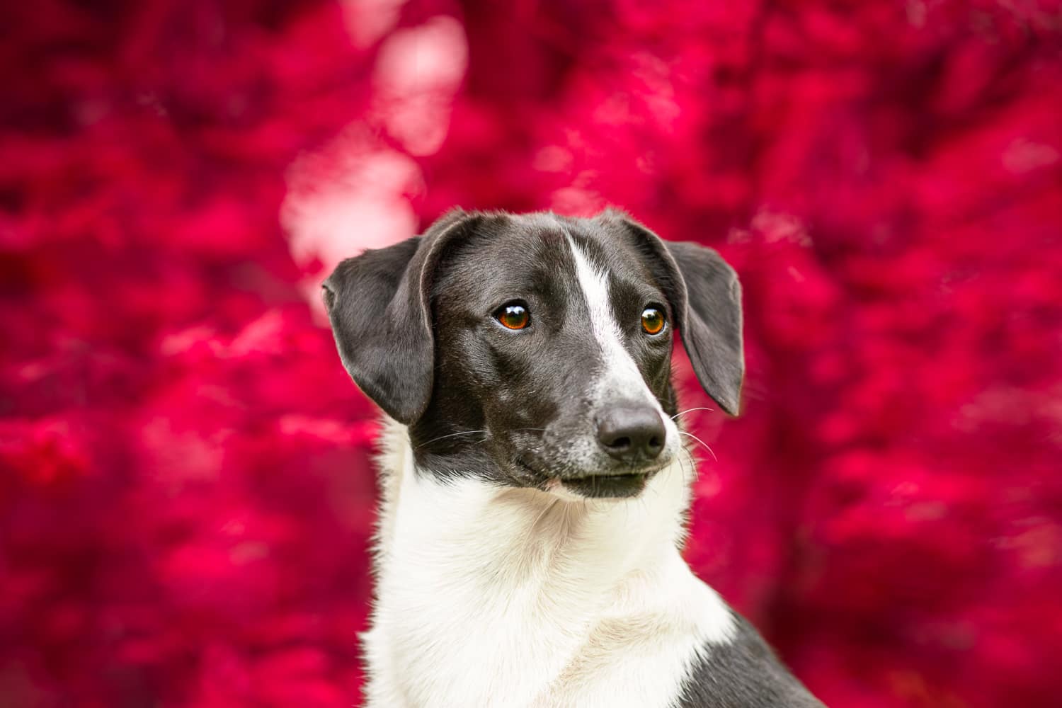 photographe chien Arras