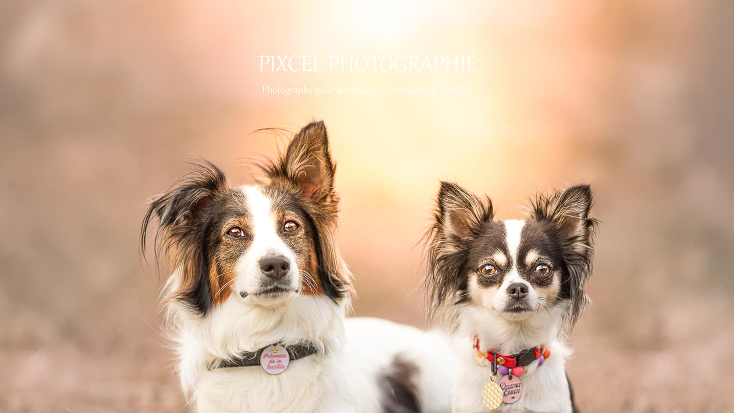 Quels accessoires pour vos photos d’animaux ?