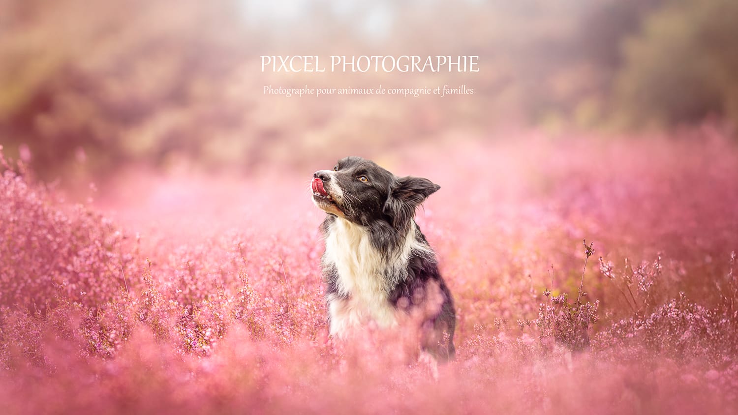 Comment photographier un chien craintif, énergique ou imprévisible ?