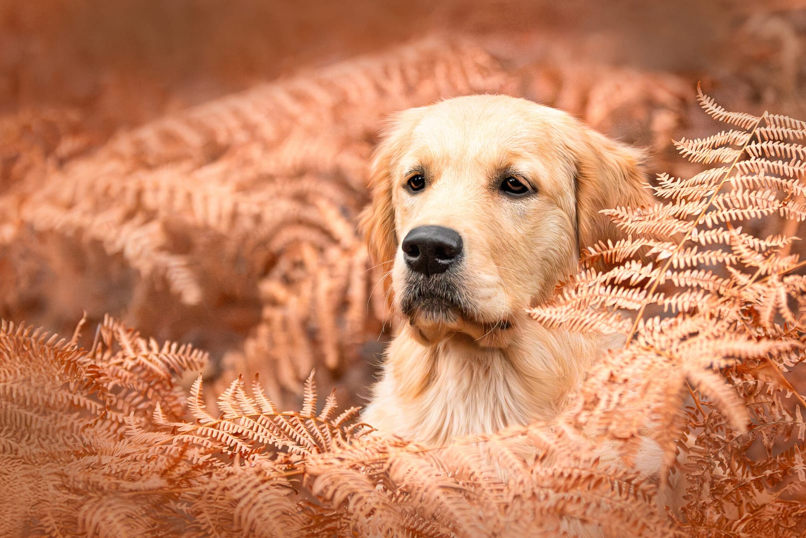 photographe canin Hauts-de-France