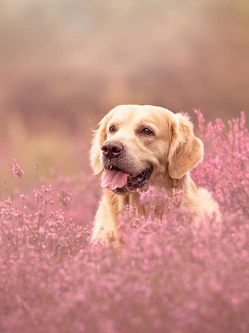 shooting chien bruyères