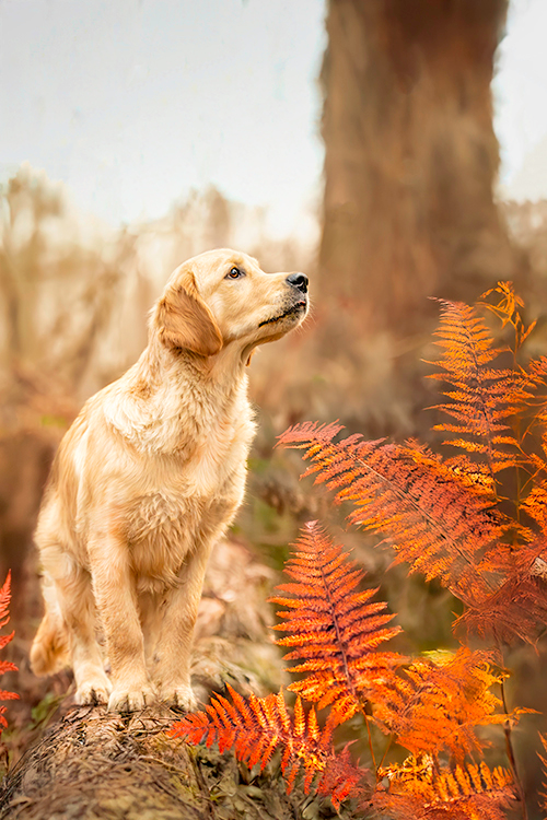 shooting chien automne