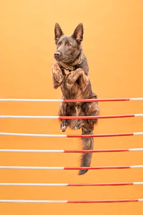 photo sport canin