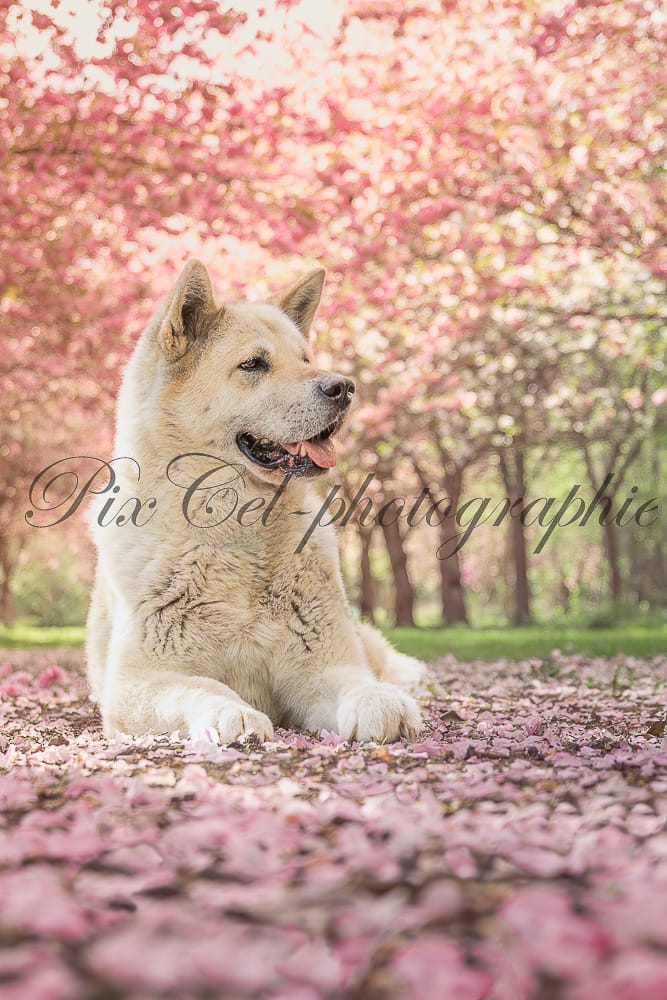photo chien fleur