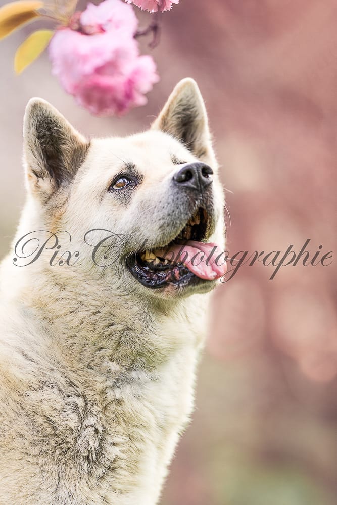 shooting chien