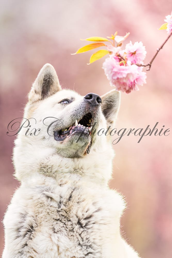 photographe canin Arras