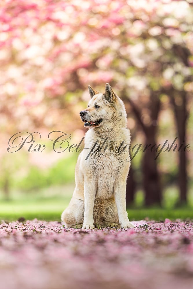 photographe canin Lens