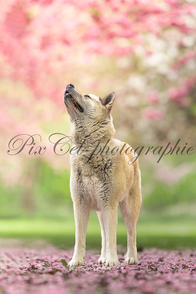 photographe Canin 62