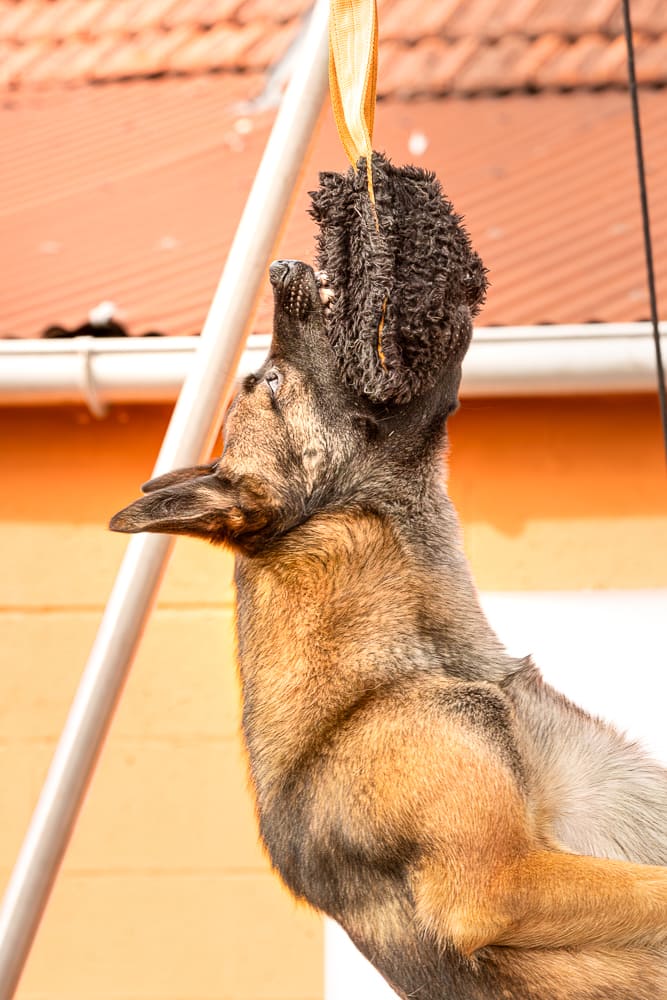 Photographe sport canin