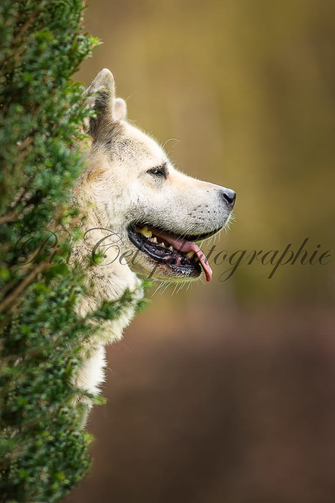 photographe canin lille