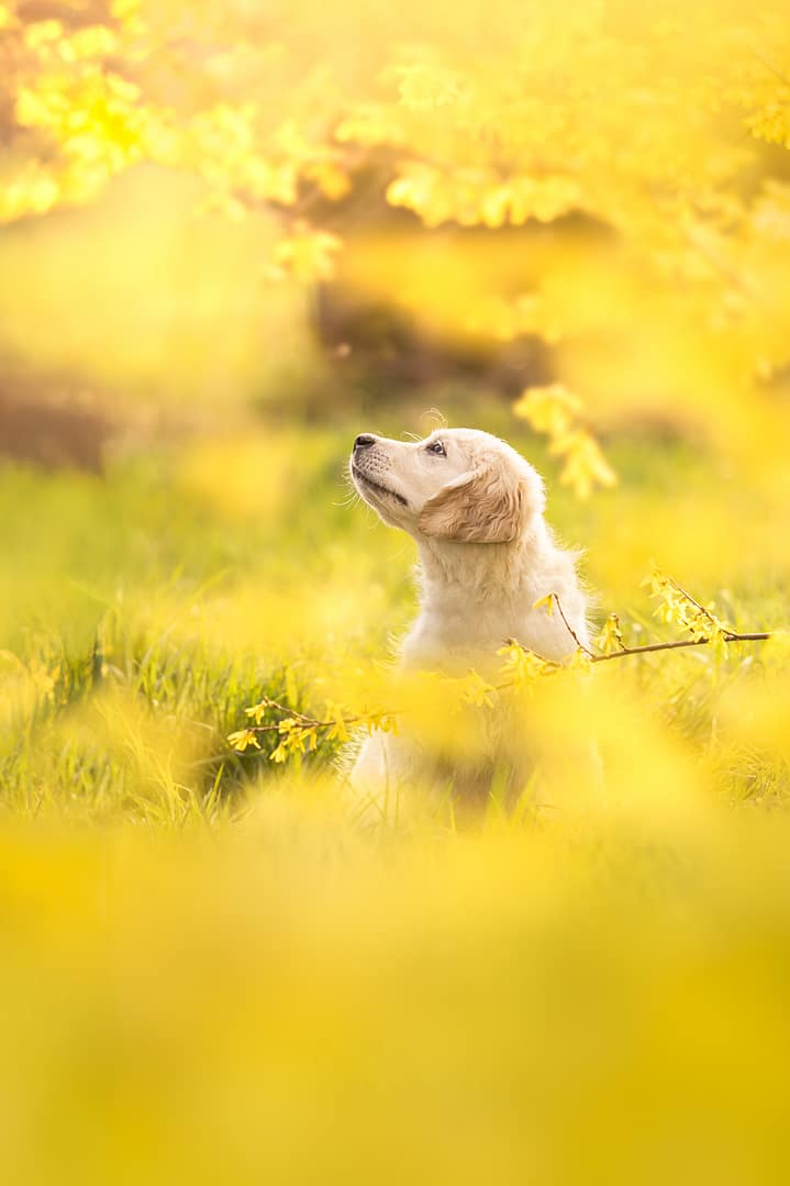 Photo d'un chiot golden retriever dans les fleurs jaunes