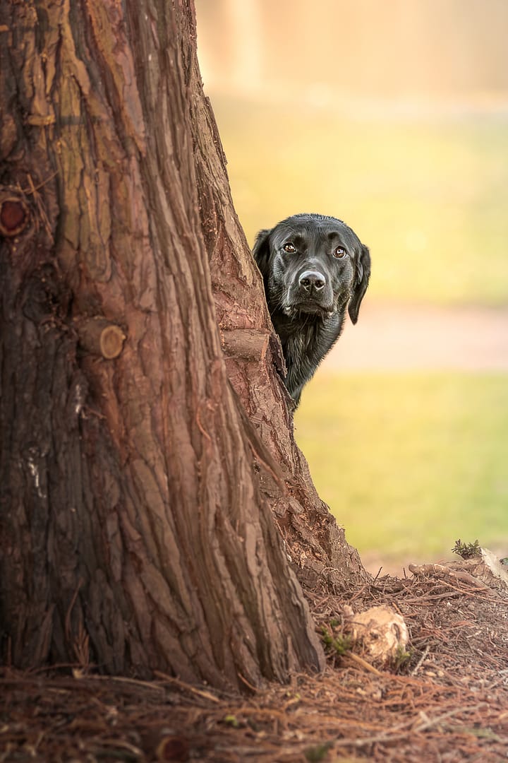 Photographe canin Lens