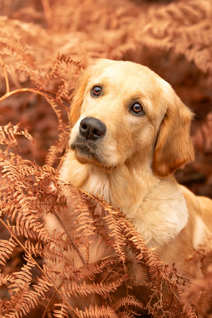 photographe chien