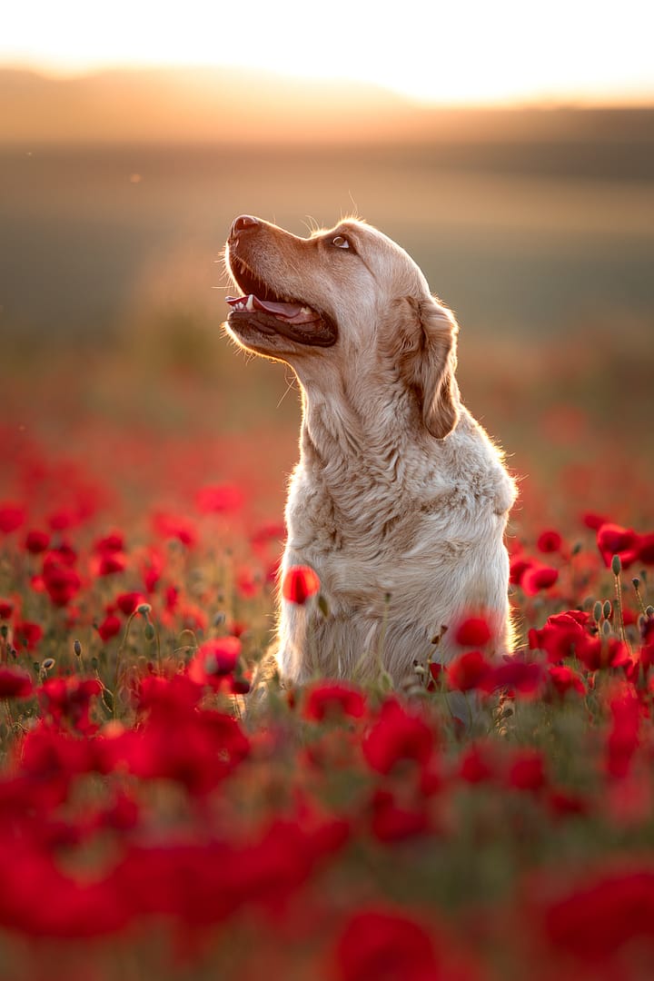 portrait d'un golden retriever dans un champs de coquelicots