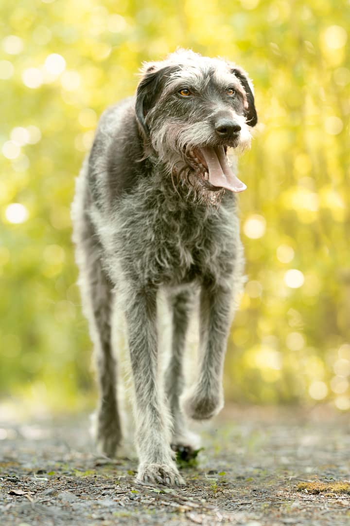 Photographe chien Lille