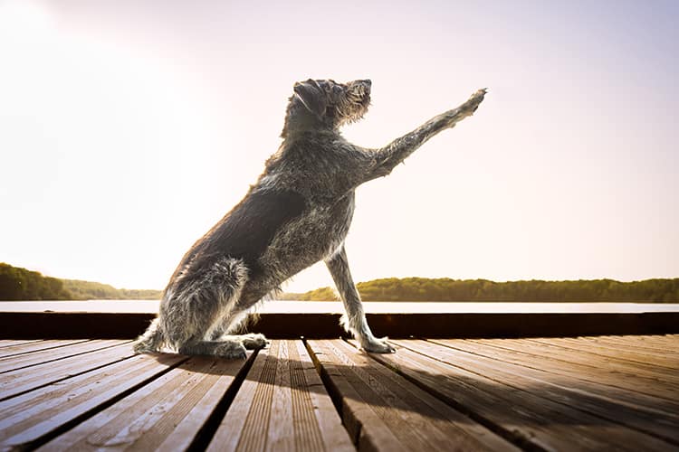 Photo chien fougères