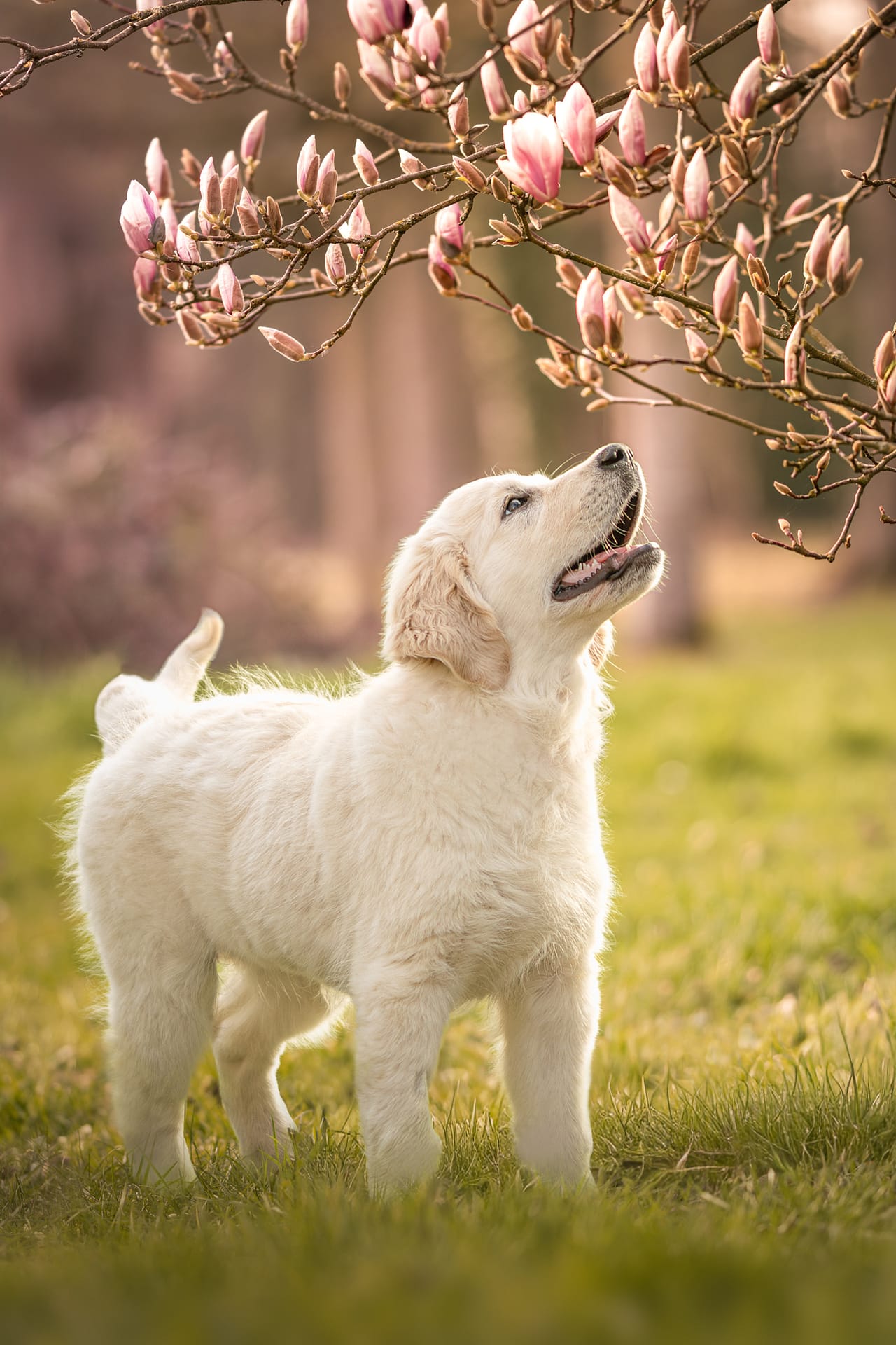 photo d'un chiot golden retriever à coté un magnolia