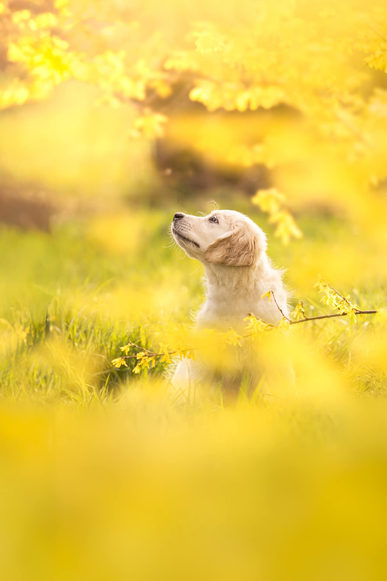 Photo d'un chiot golden retriever dans les fleurs jaunes